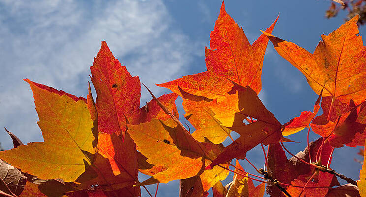 Fall Photograph - UW Arboretum Fall Colors by Natural Focal Point Photography