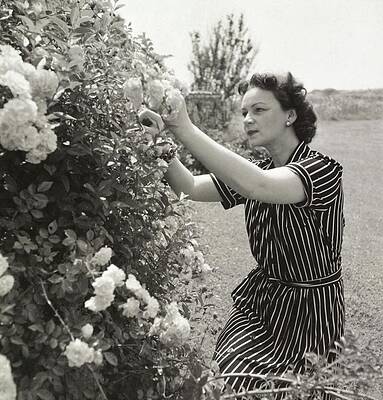 Growth Wall Art featuring the photograph Vera Lounsbery Gardening by John Rawlings