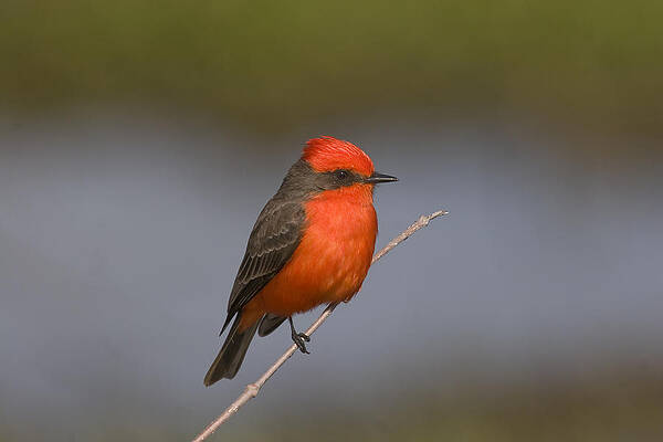 Photograph - Vermillion by Jim E Johnson