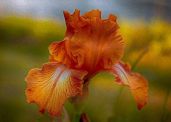 Summer Painting - Vibrant Orange Iris by Omaste Witkowski
