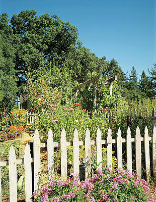 Growth Wall Art featuring the photograph View Of Picket Fence Garden by Mary E. Nichols