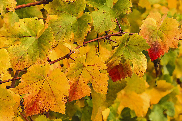 Abstract Photograph - Vineyard Art by Jean Noren