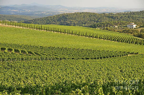 Color Image Wall Art featuring the photograph Vineyards And Cypresses In San Gusme by Sami Sarkis Photography
