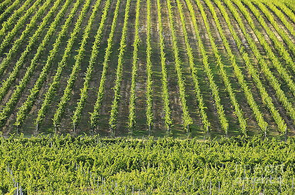 Color Image Wall Art featuring the photograph Vineyards In Chianti Region by Sami Sarkis Photography