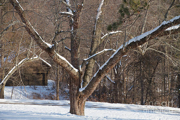 Winter Photograph - Waiting For Spring by William Norton