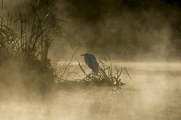 Bird Wall Art featuring the photograph Waiting For The Sun by Steven Sparks