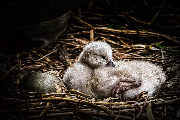Bird Wall Art featuring the photograph Waiting On You by Ghostwinds Photography