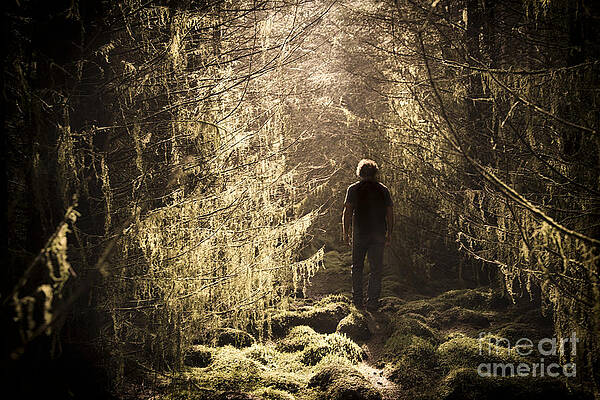 Wall Art featuring the photograph Walk In The Forest by Kype Hills