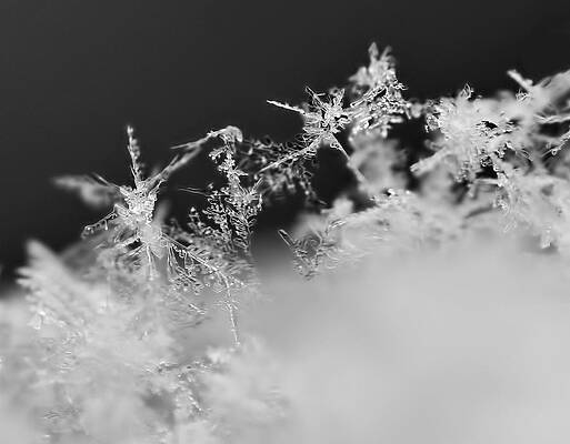 Wall Art featuring the photograph Waltz Of The Snowflakes by Rona Black