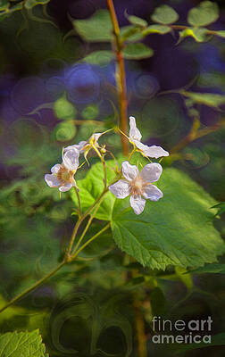 Wall Art featuring the painting Wandering White Flowers by Omaste Witkowski