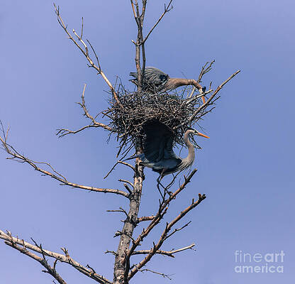 Wild Photograph - Wassup Down There by Mary Lou Chmura