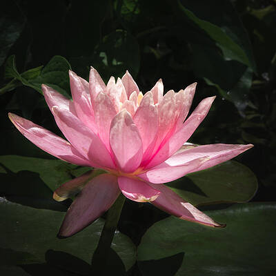 Photograph - Water Lilly by Rob Narwid