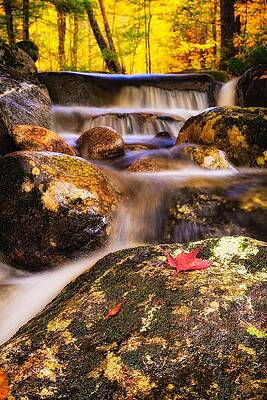 Wall Art featuring the photograph Waterfall With Red Maple Leaf. by Jeff Sinon