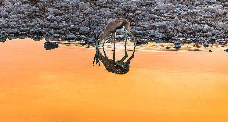 Nature Wall Art featuring the photograph Waterhole Sunset - Springbok Antelope Photograph by Duane Miller