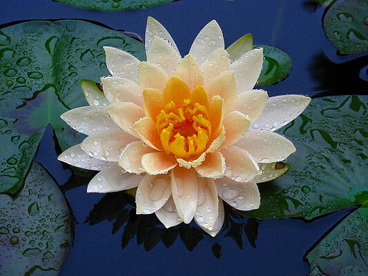 Wall Art featuring the photograph Waterlily After A Shower by Raymond Salani III