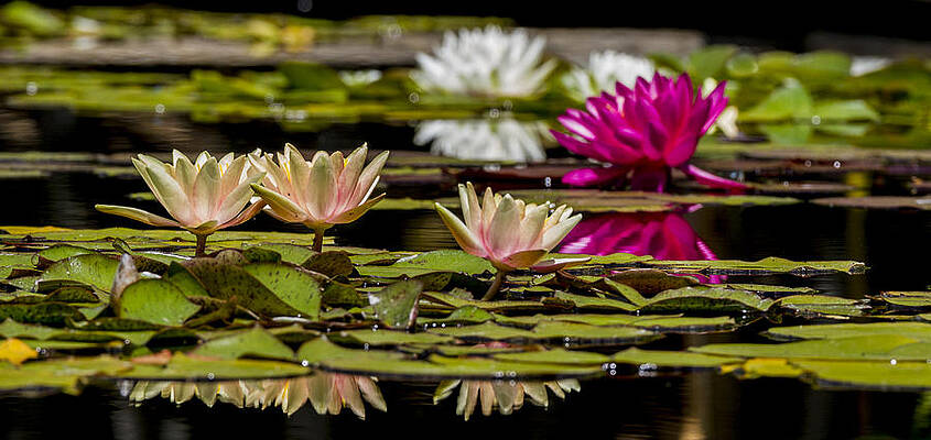 Dramatic Wall Art featuring the photograph Waterlily Lineup by Jean Noren