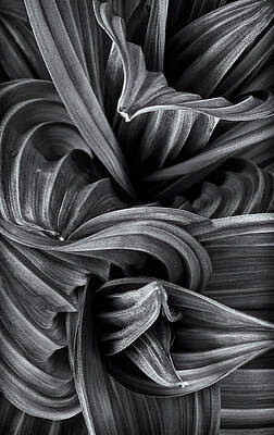 Wall Art featuring the photograph Wavy Not So Green by Jeff Sinon