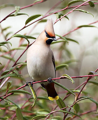 Bird Wall Art featuring the photograph Waxwing by Grant Glendinning
