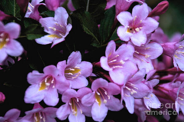 Spring Wall Art featuring the photograph Weigela Blossoms by William Norton