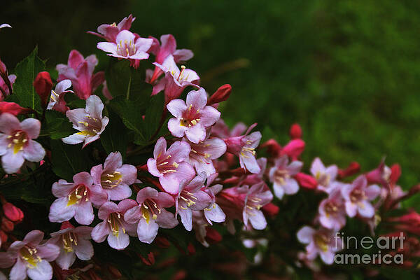 Spring Wall Art featuring the photograph Weigela Branch by William Norton