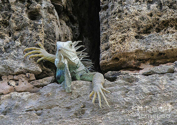 Wall Art featuring the pyrography Welcome Friends by Mary Lou Chmura