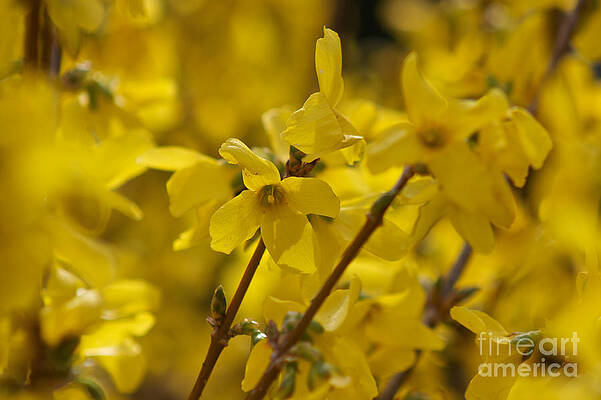 Spring Wall Art featuring the photograph We're Awake by William Norton