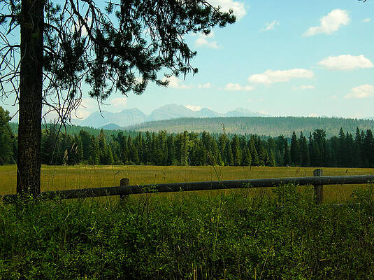Tree Photograph - West Montana View-1 by Carla E