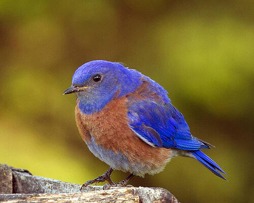 Bird Wall Art featuring the photograph Western Bluebird by Jean Noren