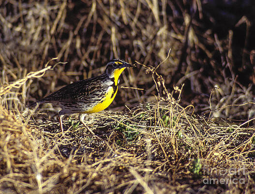 Wildlife Photograph - Western Meadowlark by Steven Ralser