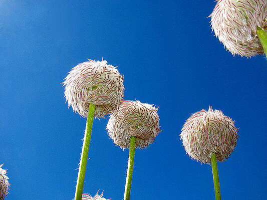 Wall Art featuring the photograph Western Pasque by Lisa Chorny