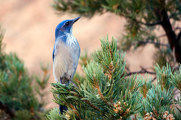 Desert Photograph - Western Scrub Jay by Nicholas Blackwell