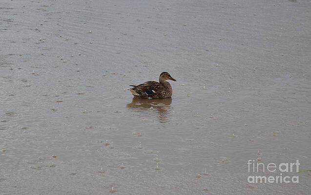 Photograph - Wet Duck by Scott Lyons