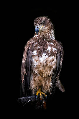 Bird Wall Art featuring the photograph Wet Feathers by Ghostwinds Photography