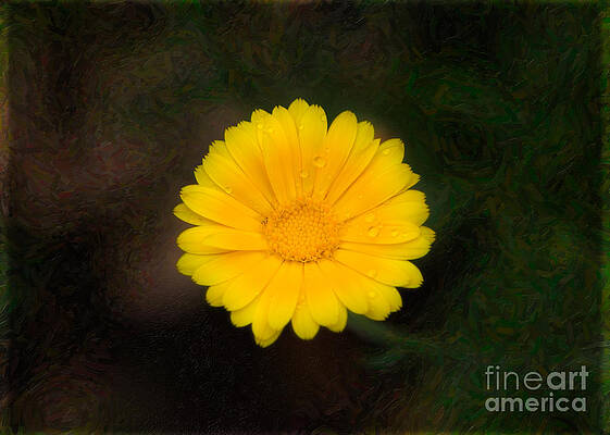 Wall Art featuring the photograph Wet Petals And Painted Dreams Abstract Flower Art By Omaste Witkowski by Omaste Witkowski