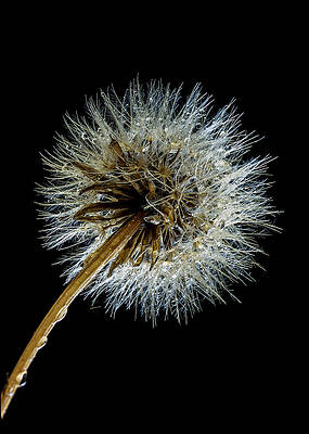 Nature Photograph - Wet Weed by Jean Noren