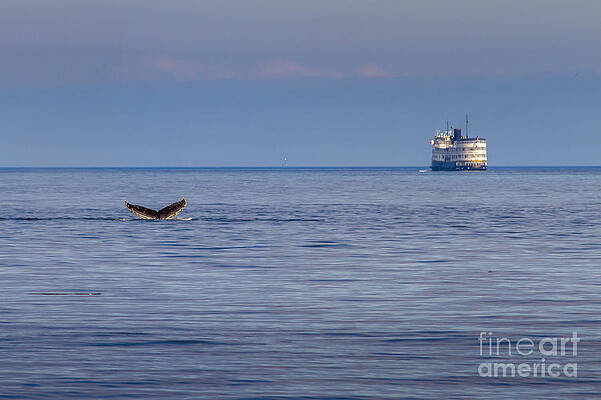 Alaska Wall Art featuring the photograph Whale Tail At Sunset In Alaska by Darcy Michaelchuk