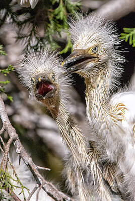 Bird Wall Art featuring the photograph What by Ghostwinds Photography