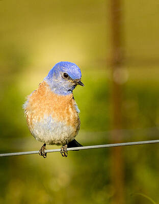 Bird Wall Art featuring the photograph Bird On A Wire by Jean Noren
