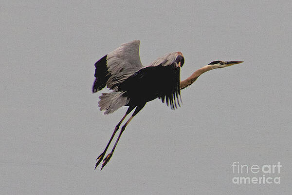 Sky Wall Art featuring the photograph Wheels Down by William Norton