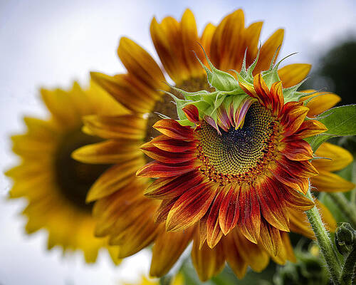 Sky Wall Art featuring the photograph Wheels Within Wheels by Shirley Mitchell