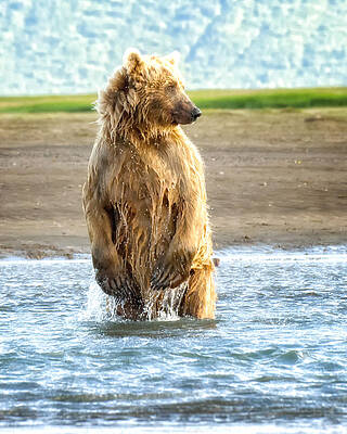 Bear Wall Art featuring the photograph Where Did You Run To by Ghostwinds Photography
