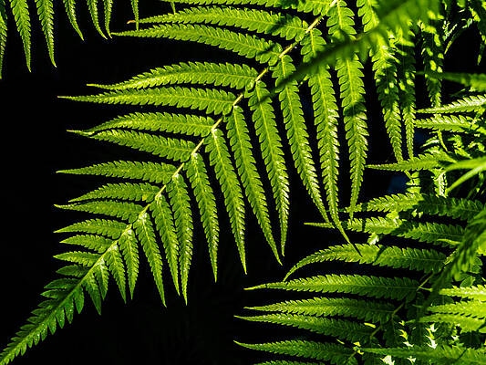 Philadelphia Wall Art featuring the photograph Where The Green Fern Grows by Louis Dallara