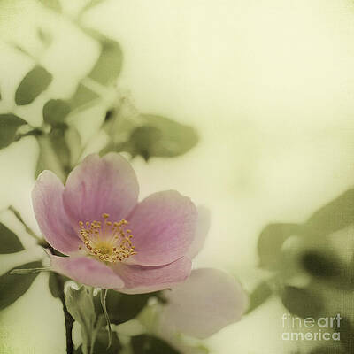 Delicate Wild Rose Bloom Wall Art