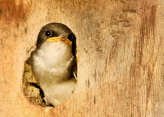 Bird Wall Art featuring the photograph Wheres Dinner by Jean Noren