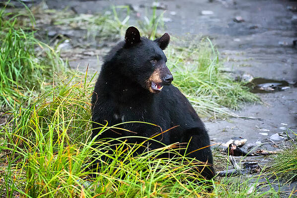 Bear Wall Art featuring the photograph Where's The Fish by Ghostwinds Photography