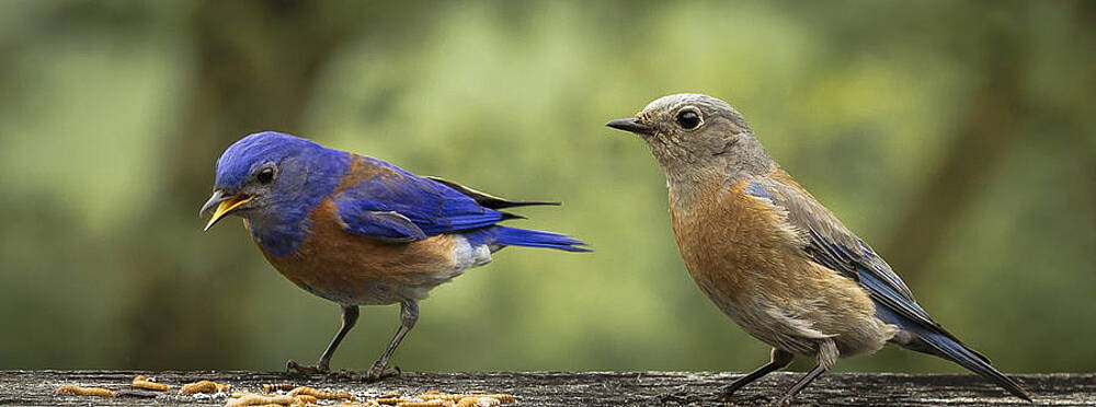 Bird Wall Art featuring the photograph Which One Do You Want by Jean Noren