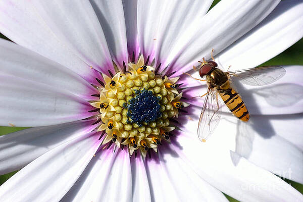 Photograph - White African Daisy Marmalade Fly by Scott Lyons