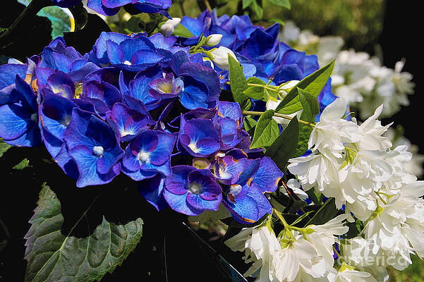 Spring Wall Art featuring the photograph White And Blue by William Norton