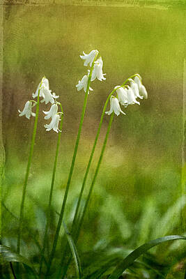 Summer Photograph - White Bells by Mary Jo Allen