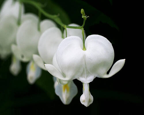 Wall Art featuring the photograph White Bleeding Hearts by Rona Black
